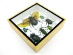 Echte exotische Insekten - Einzelstück - im 3D S-Schaukasten - Wandbild A-S-01 – Bild 6