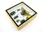 Echte exotische Insekten - Einzelstück - im 3D S-Schaukasten - Wandbild A-S-01 – Bild 7