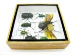 Echte exotische Insekten - Einzelstück - im 3D S-Schaukasten - Wandbild A-S-01 – Bild 8