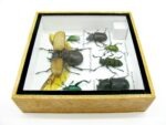 Echte exotische Insekten - Einzelstück - im 3D S-Schaukasten - Wandbild A-S-01 – Bild 9