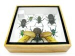 Echte exotische Insekten - Einzelstück - im 3D S-Schaukasten - Wandbild A-S-01 – Bild 10