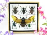 Echte exotische Insekten - Einzelstück - im 3D S-Schaukasten - Wandbild A-S-02