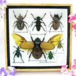 Echte exotische Insekten - Einzelstück - im 3D S-Schaukasten - Wandbild A-S-02