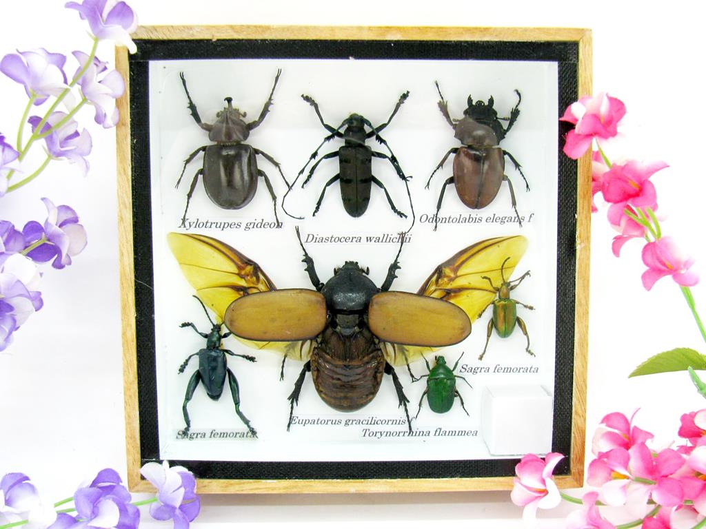 Wunderschöne, tropische und natürlich echte Insekten aus nachhaltiger Zucht im kleinen Schaukasten a-insekten-S-02-a