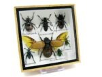 Echte exotische Insekten - Einzelstück - im 3D S-Schaukasten - Wandbild A-S-02 – Bild 2