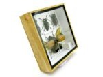 Echte exotische Insekten - Einzelstück - im 3D S-Schaukasten - Wandbild A-S-02 – Bild 3