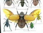 Echte exotische Insekten - Einzelstück - im 3D S-Schaukasten - Wandbild A-S-02 – Bild 4