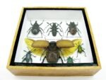 Echte exotische Insekten - Einzelstück - im 3D S-Schaukasten - Wandbild A-S-02 – Bild 5