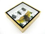 Echte exotische Insekten - Einzelstück - im 3D S-Schaukasten - Wandbild A-S-02 – Bild 6