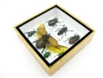 Echte exotische Insekten - Einzelstück - im 3D S-Schaukasten - Wandbild A-S-02 – Bild 7