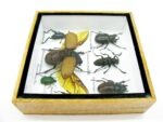 Echte exotische Insekten - Einzelstück - im 3D S-Schaukasten - Wandbild A-S-02 – Bild 8