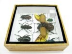 Echte exotische Insekten - Einzelstück - im 3D S-Schaukasten - Wandbild A-S-02 – Bild 9
