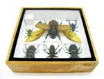 Echte exotische Insekten - Einzelstück - im 3D S-Schaukasten - Wandbild A-S-02 – Bild 10