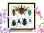 Echte exotische Insekten - Einzelstück - im 3D S-Schaukasten - Wandbild A-S-03