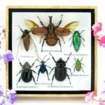 Echte exotische Insekten - Einzelstück - im 3D S-Schaukasten - Wandbild A-S-03