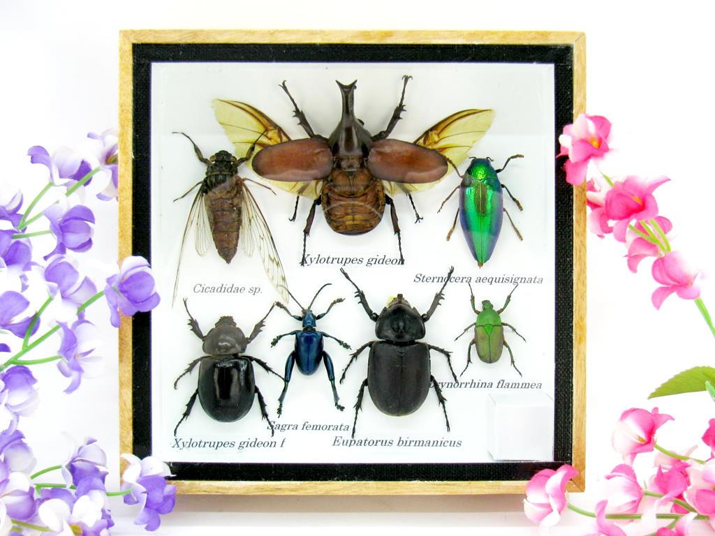 Wunderschöne, tropische und natürlich echte Insekten aus nachhaltiger Zucht im kleinen Schaukasten a-insekten-S-03-a