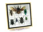 Echte exotische Insekten - Einzelstück - im 3D S-Schaukasten - Wandbild A-S-03 – Bild 2