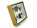 Echte exotische Insekten - Einzelstück - im 3D S-Schaukasten - Wandbild A-S-03 – Bild 3