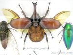Echte exotische Insekten - Einzelstück - im 3D S-Schaukasten - Wandbild A-S-03 – Bild 4