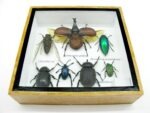 Echte exotische Insekten - Einzelstück - im 3D S-Schaukasten - Wandbild A-S-03 – Bild 5