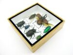 Echte exotische Insekten - Einzelstück - im 3D S-Schaukasten - Wandbild A-S-03 – Bild 7