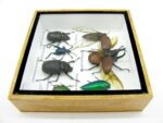 Echte exotische Insekten - Einzelstück - im 3D S-Schaukasten - Wandbild A-S-03 – Bild 8