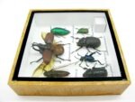 Echte exotische Insekten - Einzelstück - im 3D S-Schaukasten - Wandbild A-S-03 – Bild 9