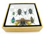 Echte exotische Insekten - Einzelstück - im 3D S-Schaukasten - Wandbild A-S-03 – Bild 10