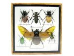 Echte exotische Insekten - Einzelstück - im 3D S-Schaukasten - Wandbild A-S-04 – Bild 2