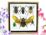 Echte exotische Insekten - Einzelstück - im 3D S-Schaukasten - Wandbild A-S-04