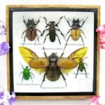 Echte exotische Insekten - Einzelstück - im 3D S-Schaukasten - Wandbild A-S-04