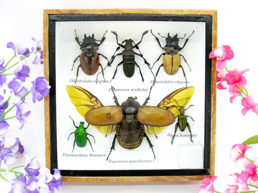 Wunderschöne, tropische und natürlich echte Insekten aus nachhaltiger Zucht im kleinen Schaukasten a-insekten-S-04-a