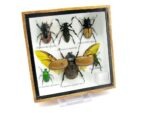 Echte exotische Insekten - Einzelstück - im 3D S-Schaukasten - Wandbild A-S-04 – Bild 3