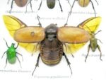 Echte exotische Insekten - Einzelstück - im 3D S-Schaukasten - Wandbild A-S-04 – Bild 11