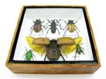 Echte exotische Insekten - Einzelstück - im 3D S-Schaukasten - Wandbild A-S-04 – Bild 10
