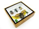 Echte exotische Insekten - Einzelstück - im 3D S-Schaukasten - Wandbild A-S-04 – Bild 9