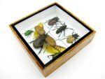 Echte exotische Insekten - Einzelstück - im 3D S-Schaukasten - Wandbild A-S-04 – Bild 8