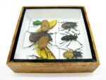 Echte exotische Insekten - Einzelstück - im 3D S-Schaukasten - Wandbild A-S-04 – Bild 7