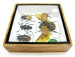 Echte exotische Insekten - Einzelstück - im 3D S-Schaukasten - Wandbild A-S-04 – Bild 6