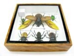 Echte exotische Insekten - Einzelstück - im 3D S-Schaukasten - Wandbild A-S-04 – Bild 5