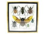 Echte exotische Insekten - Einzelstück - im 3D S-Schaukasten - Wandbild A-S-05 – Bild 2