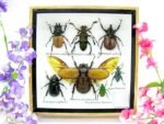 Echte exotische Insekten - Einzelstück - im 3D S-Schaukasten - Wandbild A-S-05