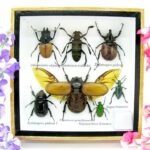Echte exotische Insekten - Einzelstück - im 3D S-Schaukasten - Wandbild A-S-05