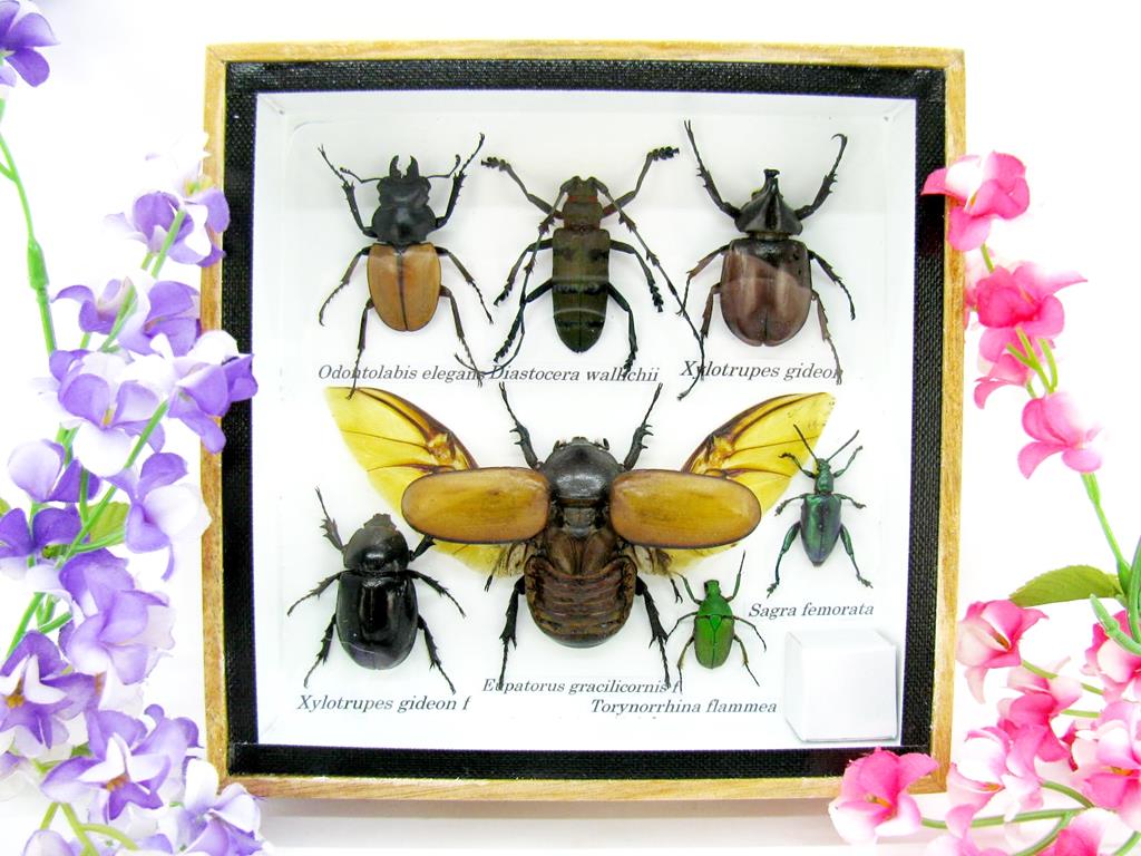 Wunderschöne, tropische und natürlich echte Insekten aus nachhaltiger Zucht im kleinen Schaukasten a-insekten-S-05-a