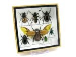 Echte exotische Insekten - Einzelstück - im 3D S-Schaukasten - Wandbild A-S-05 – Bild 3
