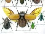 Echte exotische Insekten - Einzelstück - im 3D S-Schaukasten - Wandbild A-S-05 – Bild 5