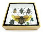 Echte exotische Insekten - Einzelstück - im 3D S-Schaukasten - Wandbild A-S-05 – Bild 6
