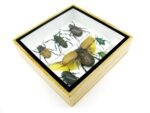 Echte exotische Insekten - Einzelstück - im 3D S-Schaukasten - Wandbild A-S-05 – Bild 7