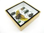 Echte exotische Insekten - Einzelstück - im 3D S-Schaukasten - Wandbild A-S-05 – Bild 8