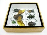 Echte exotische Insekten - Einzelstück - im 3D S-Schaukasten - Wandbild A-S-05 – Bild 9